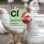 Chlorine Free Chicken